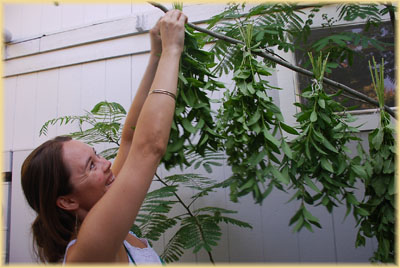 Herbs